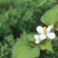 レンズ(単焦点) Cosina Carl Zeiss Apo Sonnar 2/135 ZE レンズ】Carl Zeiss Apo Sonnar T* 2/135 ZE 素晴らしい解像感