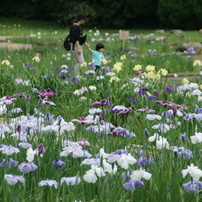 KONICA MINOLTA(コニカミノルタ)のレンズ AF ZOOM 24-105mm F3.5-4.5