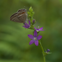 Carl Zeiss Makro-Planar 60mm F2.8 C 作例あり Carl Zeiss Makro Planar 60mm f2.8C Review作例 Contax銘玉神