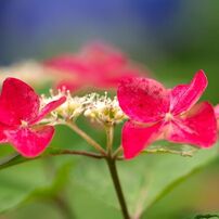 SIGMA(シグマ)のレンズ APO MACRO 180mm F2.8 EX DG OS HSM [ニコン用