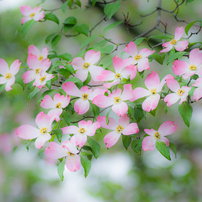 COSINA(コシナ)のレンズ MACRO APO-LANTHAR 125mm F2.5 SL (ﾆｺﾝ