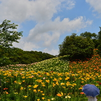 TAMRON(タムロン)のレンズ 28-300mm F/3.5-6.3 Di VC PZD (Model