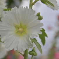 ⭐️明るくボケのあるポートレート⭐️TAMRON AF17-50mm⭐️Nikon用⭐️ Amazon | TAMRON 大口径標準ズームレンズ SP AF17-50mm F2.8 XR