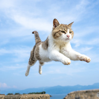 爽やかに飛ぶ