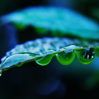 梅雨の宝石