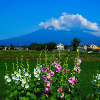 SONY(ソニー)のレンズ Vario-Sonnar T＊ 24-70mm F2.8 ZA SSM SAL2470Z