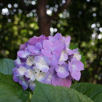 SONY(ソニー)のレンズ Sonnar T* E 24mm F1.8 ZA SEL24F18Z で撮影した