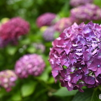 SIGMA(シグマ)のレンズ 18-35mm F1.8 DC HSM [ニコン用] で撮影した