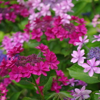 PENTAX(ペンタックス)のレンズ smc PENTAX-DA 35mm F2.8 Macro Limited