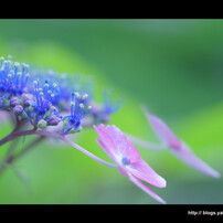 紫陽花　- 2011 -