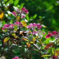 SIGMA(シグマ)のレンズ 28-70mm F2.8 EX DG (ﾍﾟﾝﾀｯｸｽ AF) で撮影