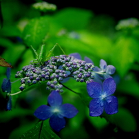 紫陽花だより