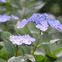 タムロン SP AF60mm F/2 Di II MACRO 1:1（G005） TAMRON｜マクロレンズ／SP AF60mm F/2 Di II LD [IF] MACRO 1:1