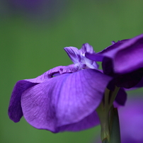 花菖蒲　- 紫 -