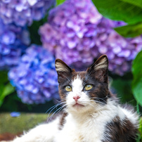 6月の花