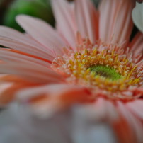 四季の花