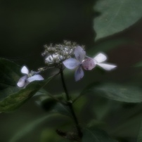 フィルムのような質感✨Canon EF135mm F2.8❤️人物撮影に Canon EF135mm F2L USMを徹底解説。作例からレビューまで | ONE SCENE