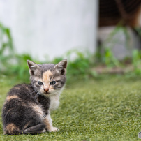 ミケのおチビちゃん
