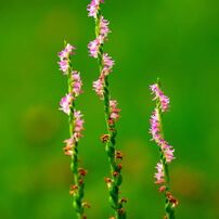 SIGMA(シグマ)のレンズ APO MACRO 180mm F2.8 EX DG OS HSM [ニコン用