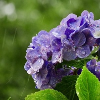 CANON(キヤノン)のデジタルカメラPowerShot SX710 HS で撮影した写真