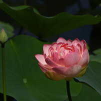 TAMRON(タムロン)のレンズ AF 28-300mm F3.5-6.3 XR Di LD Aspherical