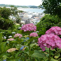 由比ガ浜と紫陽花