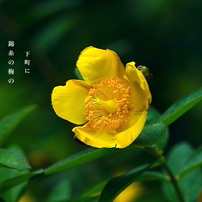 写真句：金糸梅
