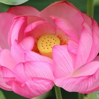 花托が見えた