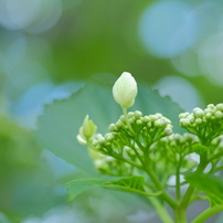 夏の朝に