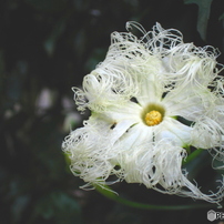 CANON(キヤノン)のデジタルカメラPowerShot A530 で撮影した写真
