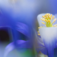 Blue Scenery