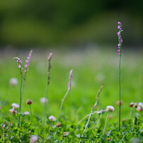 OTHERS(その他)のレンズ LAOWA 105mm F2 Bokeh Dreamer [ソニーE用] で