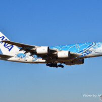 ANA フライングホヌ ラニ