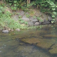 底が綺麗な川（7月3日）