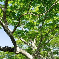 2024夏・大台ヶ原Part1_6 of 10