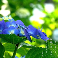 写真歌：集査藍（あづさい）