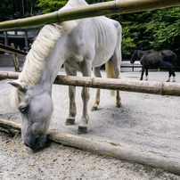 OLYMPUS(オリンパス)のレンズ M.ZUIKO DIGITAL ED 12mm F2.0 [シルバー