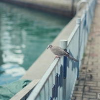 CANON(キヤノン)のフィルムカメラEOS-1N で撮影した写真(画像)一覧