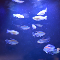 水族館