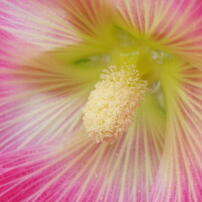 flower1
