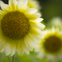 Girasole bianco