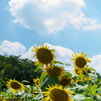 PENTAX(ペンタックス)のレンズ smc PENTAX-DA 35mmF2.4AL