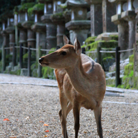 SIGMA(シグマ)のレンズ 18-125mm F3.8-5.6 DC OS HSM (ｷﾔﾉﾝ用