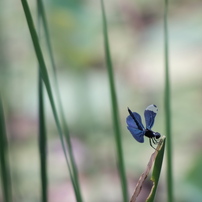 CANON(キヤノン)のレンズ EF135mm F2.8 で撮影した写真(画像)一覧