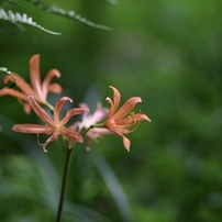 CANON(キヤノン)のレンズ EF135mm F2.8 で撮影した写真(画像)一覧