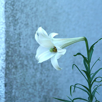 写真句：百合一輪