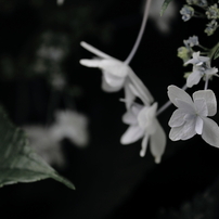 花言葉 hydrangea