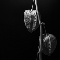 KYOCERA(京セラ)のレンズ Carl Zeiss Makro-Planar T* 60mm F2.8