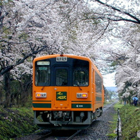 新しい NIKON(ニコン)のデジタルカメラCOOLPIX 800 で撮影した写真(画像 デジタルカメラ