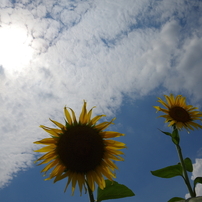 PENTAX(ペンタックス)のレンズ smc PENTAX-DA 18-270mmF3.5-6.3ED SDM 